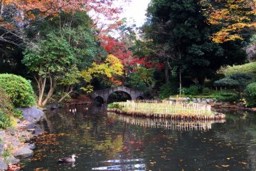 The dormant iris garden 
