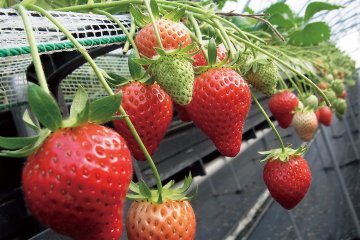 And that's why we go strawberry picking in San'yo Onoda