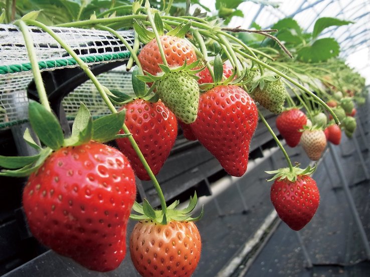 And that's why we go strawberry picking in San'yo Onoda