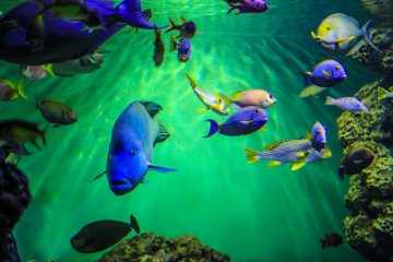 Ikan-ikan di akuarium ini tidak akan kehabisan warna