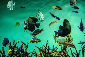 Tokyo Sea Life Park