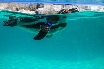 Penguin-penguin Humboldt, Rockhopper, Fairy, dan King dapat ditemukan di Tokyo Sea Life Park