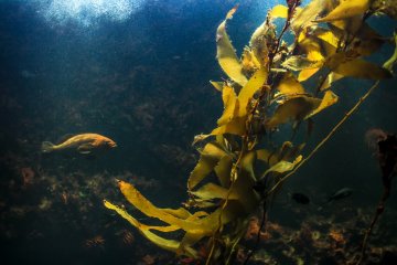 Hutan rumput laut yang mengagumkan