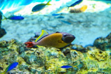 Tokyo Sea Life Park