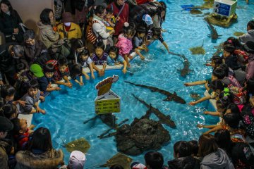 Anak-anak berinteraksi dengan makhluk laut di kolam