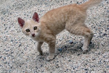 You will be sure to spot some cute kitties wandering the castle grounds.