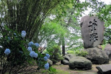 Tsuyu (rainy season) brings out the most beauty in the hydrangea flowers.