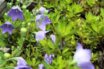 The garden is filled with sweet purple flowers.