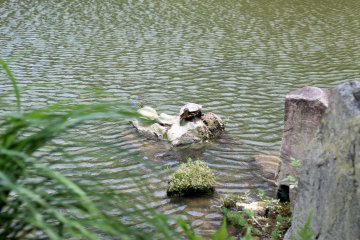 Keep your eyes peeled for turtles in the "peeping pond."