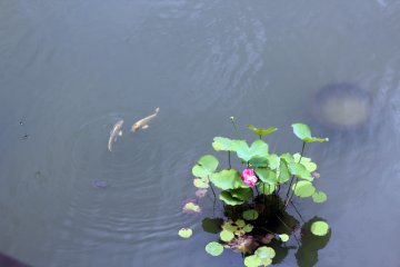 I captured dragonflies on camera just before they zoomed away.
