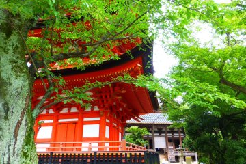 Pagoda Tingkat Lima dengan Senjyokaku "Aula dengan 1000 Tatami" sebagai latar belakangnya