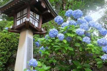 Hydrangea dan lampion di sepanjang sisi tangga