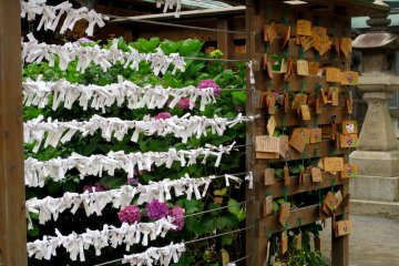 Omikuji (slip-slip keberuntungn) and ema (plat kayu untuk menuliskan harapan/ keinginan) untuk keberuntungan 
