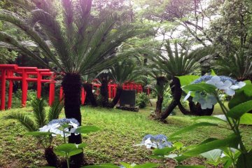 Beautiful plants and flowers at the Gosho Inari Shrine