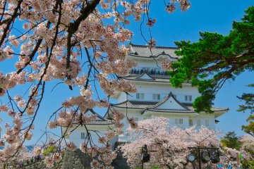 Odawara Castle during Sakura season