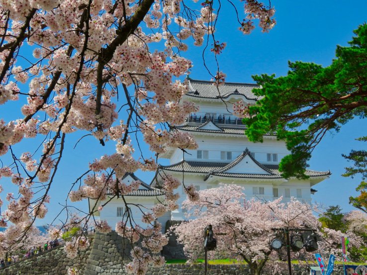 Odawara Castle during Sakura season