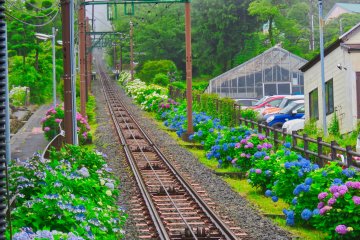 Hakone Tozan Line during Hydrangea Season