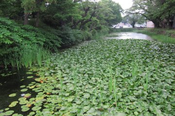 Amazing sight to behold for this green lush riverside