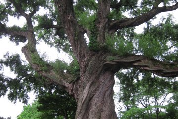 Age old tree sits on the center of the park, spreading its branches out into the open