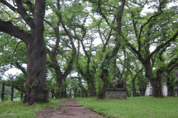 Lush trees provide a great backdrop to the surroundings