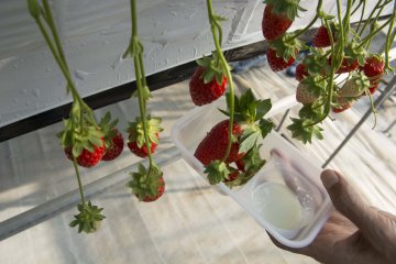 Strawberries and milk are the best combo!