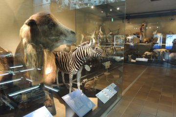 Taixdermy of mammals around the world