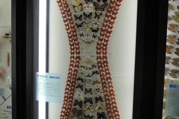Butterfly display