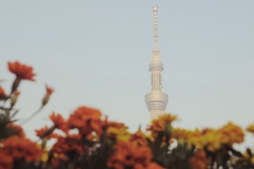 There are different kinds of flowers located in some areas of the promenade.