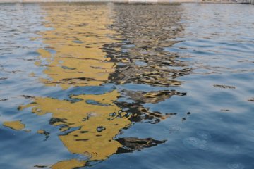 The river was quite dirty and replete of jellyfish