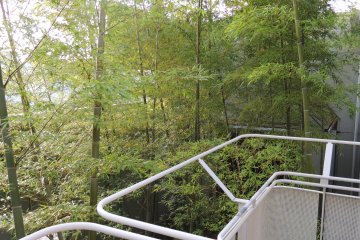 Bamboo forest in the hotel