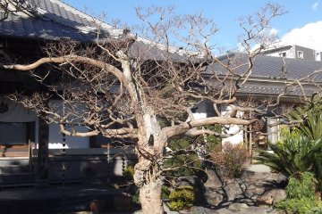 Encircled by raked gravel, this tree will blossom in the spring
