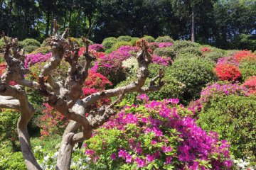 The azaleas come in shades of pinks, purples, reds and white