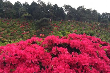 Azaleas up close