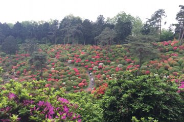The hillside looks like something from a picture book when the azaleas are in bloom 