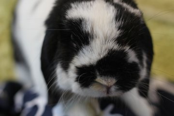 Ra.agf: Rabbit and grow fat  [Closed]