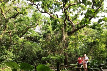 The Nanjo district is filled with caves of natural beauty. Pilgrims to Sefa Utaki can complement their visit with the Valley of Ganglia