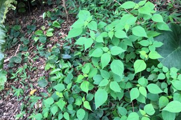 Some of the plants here are used in royal ceremonies