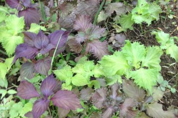 Shiso growing in the garden