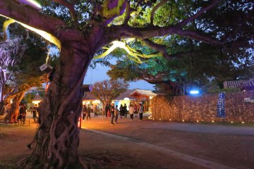 The mature trees here are as beautiful as any man made lantern