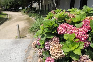 Beautiful flowers in the garden