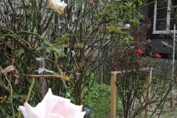 Many different flowers, including roses, in the garden