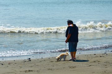 A puppy enjoying the sea breeze