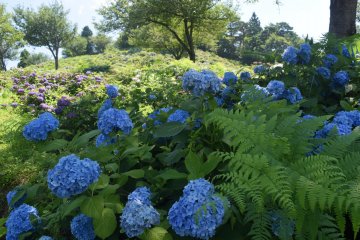 Flowers and ferns