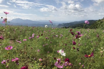 The cosmos park is a peaceful spot to soak up the beauty of nature