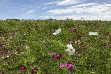 There are fields full of cosmos to enjoy 