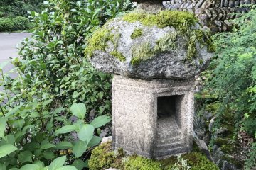 四周佈滿青苔與綠葉