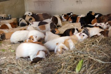 Guinea pigs are popular zoo animals in Japan.
