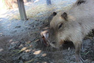 The Capybara is the largest rodent in the world.