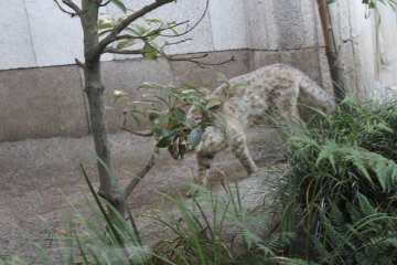 The elusive Amur Cat is one of the most popular animals at Inokashira Park Zoo.