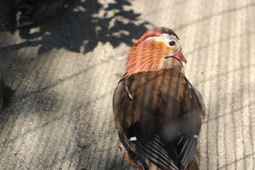 The Lakeside Park area is home to many different types of birds and suitable for avian enthusiasts.